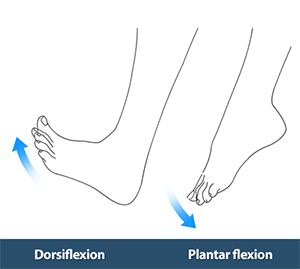 Dorsiflexion