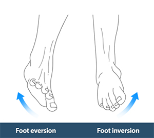 Active Plantar Flexion and Dorsiflexion